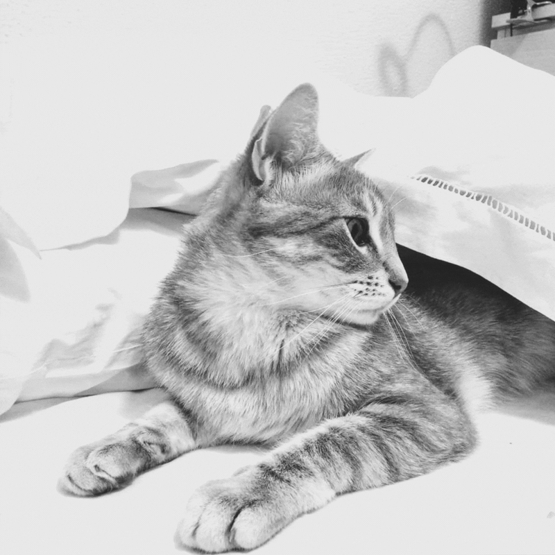 Gafas de gato outlet